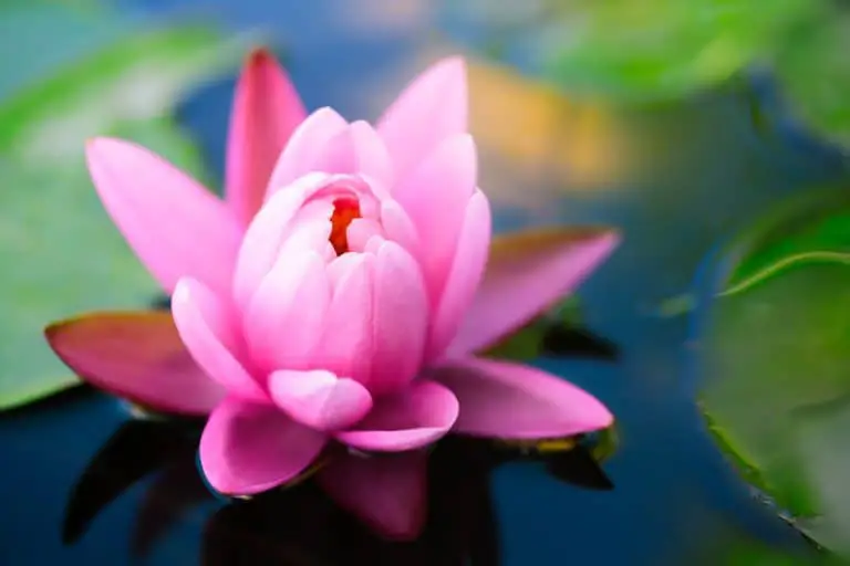 La Fleur de Lotus : tout savoir sur son histoire et sa signification