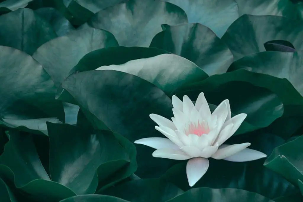 la fleur de lotus